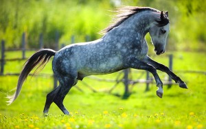 Gray horse running in field in spring.