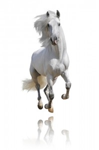 white horse isolated