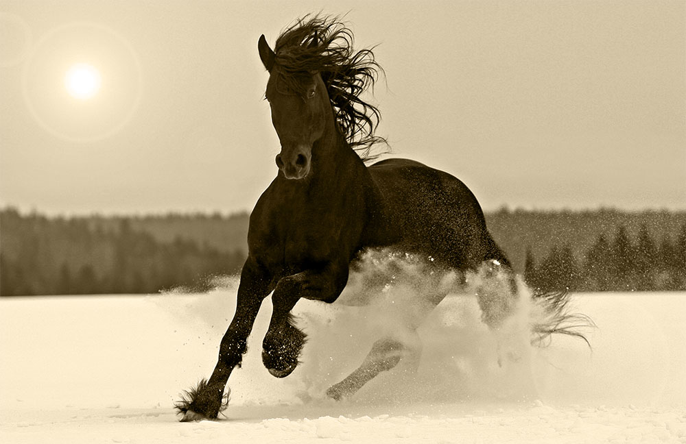 pferd© Nastenok - Sephia